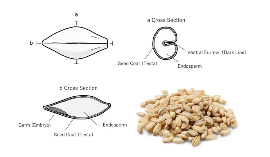 Cross section of a barley grain