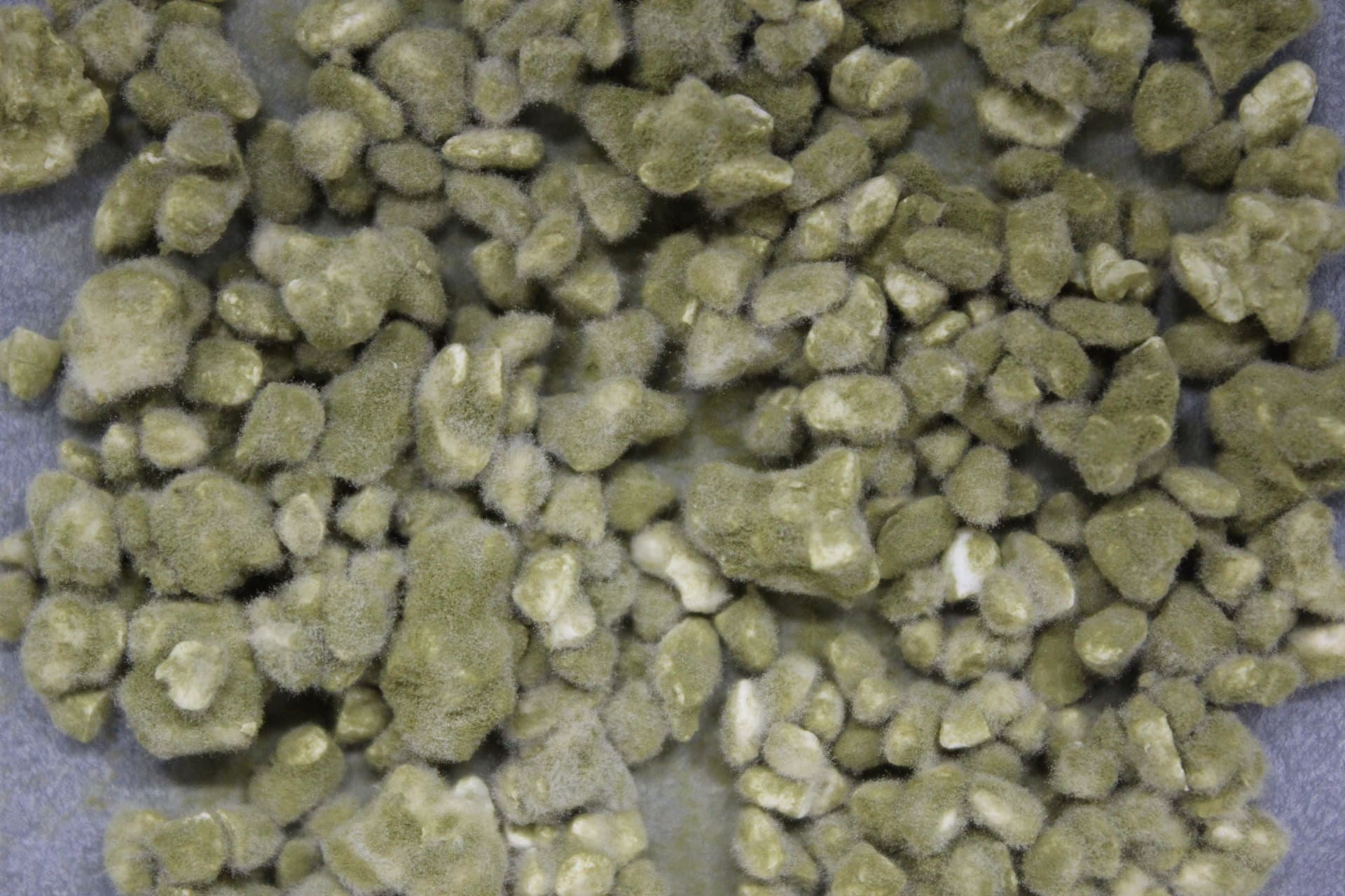 「黄麹菌」が繁殖した米麹（写真提供：独立行政法人酒類総合研究所）