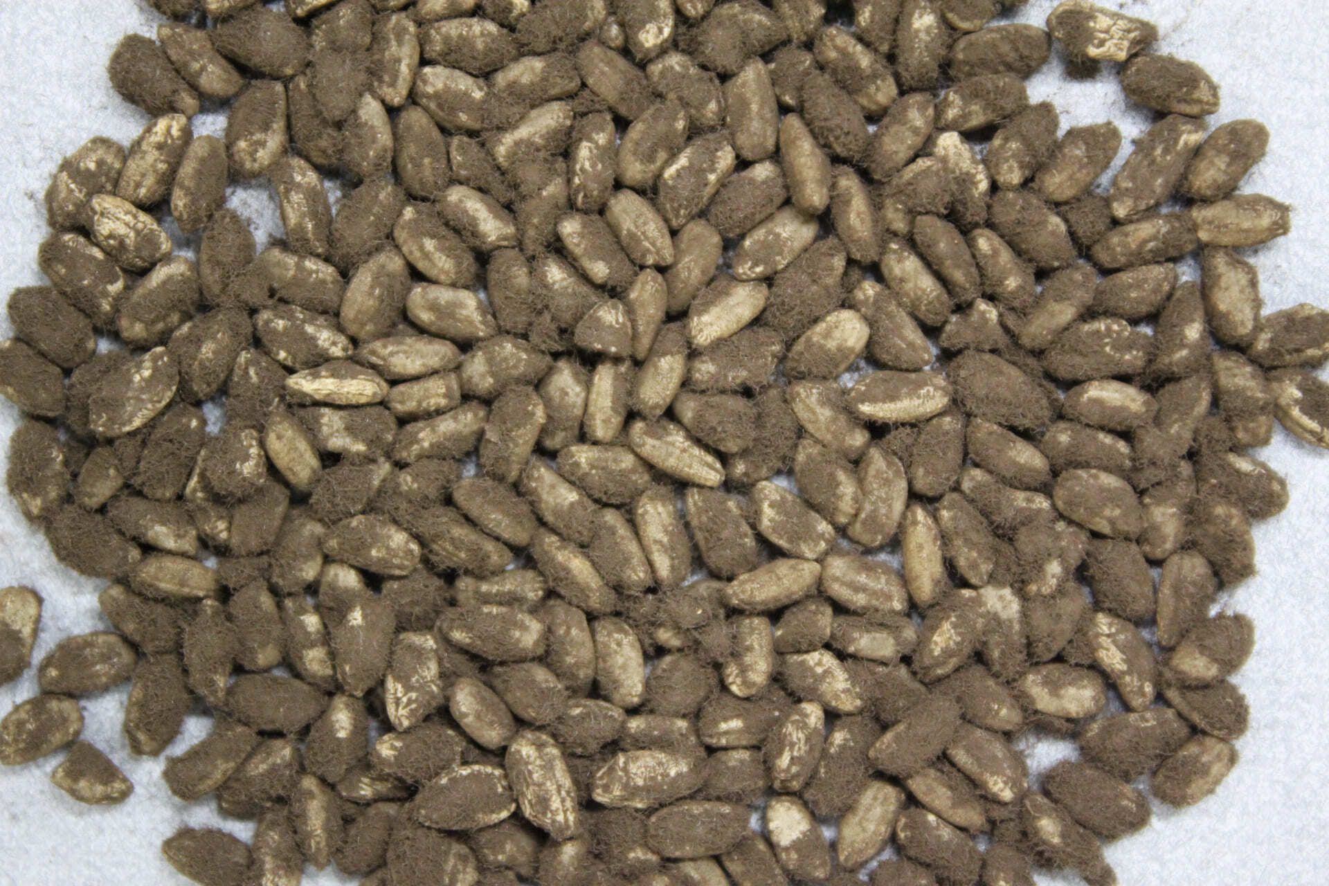「黒麹菌」が繁殖した米麹（写真提供：独立行政法人酒類総合研究所）