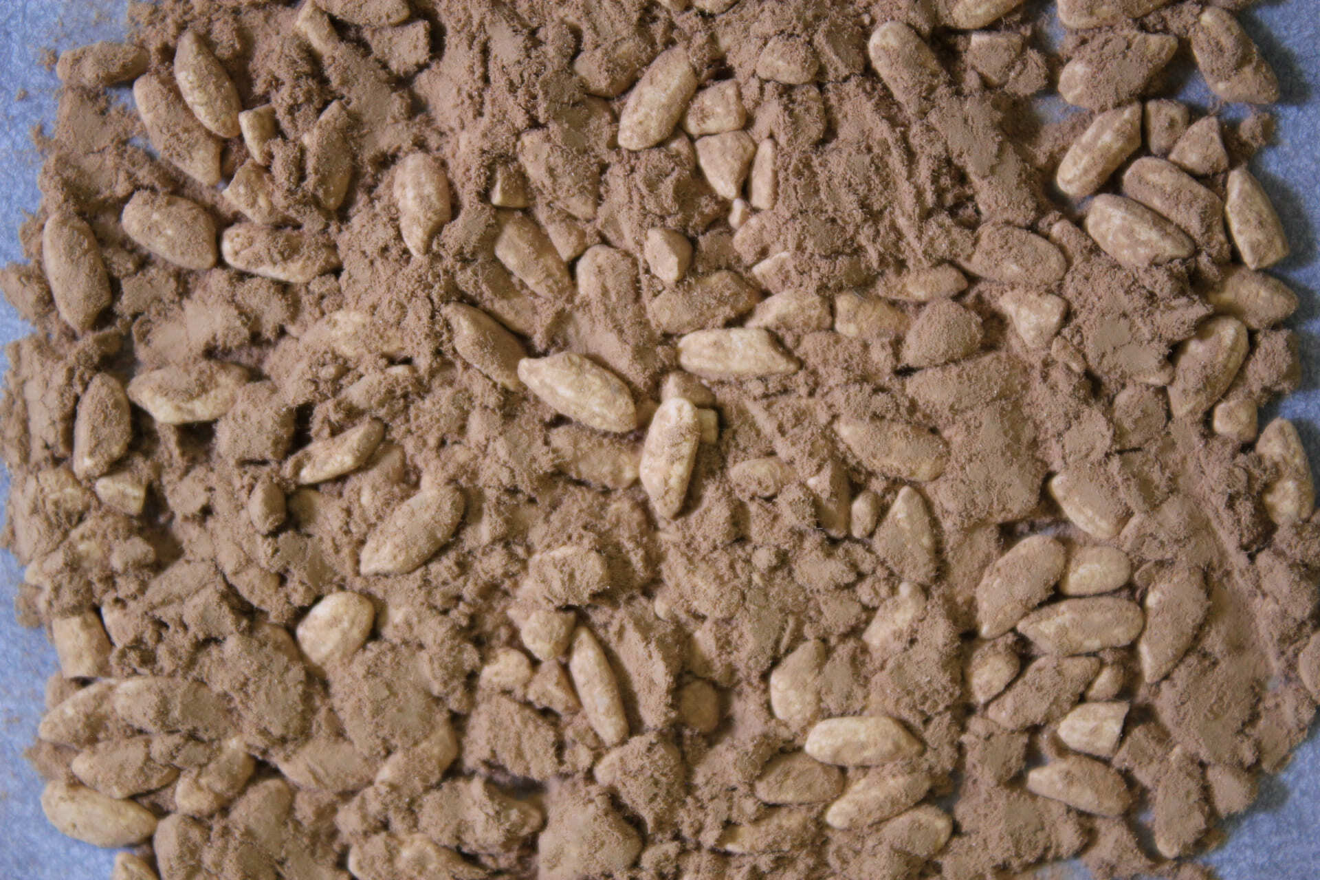 「白麹菌」が繁殖した米麹（写真提供：独立行政法人酒類総合研究所）