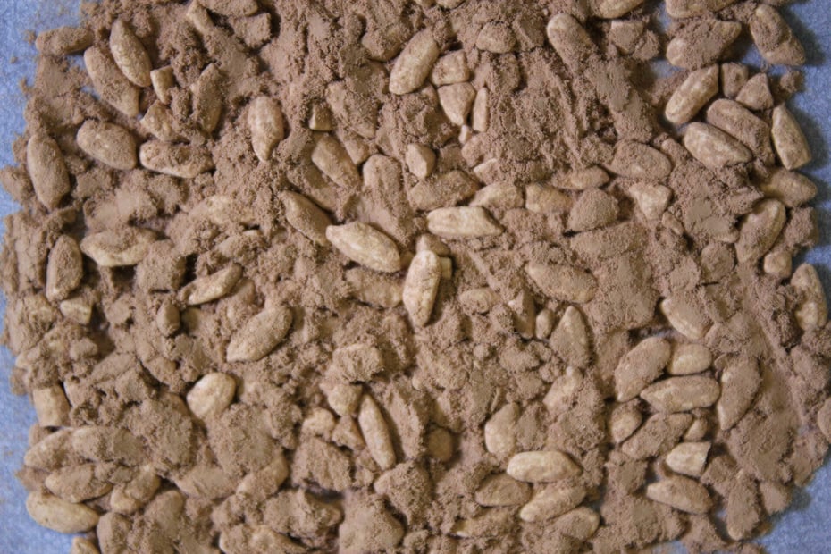 「白麹菌」が繁殖した米麹（写真提供：独立行政法人酒類総合研究所）