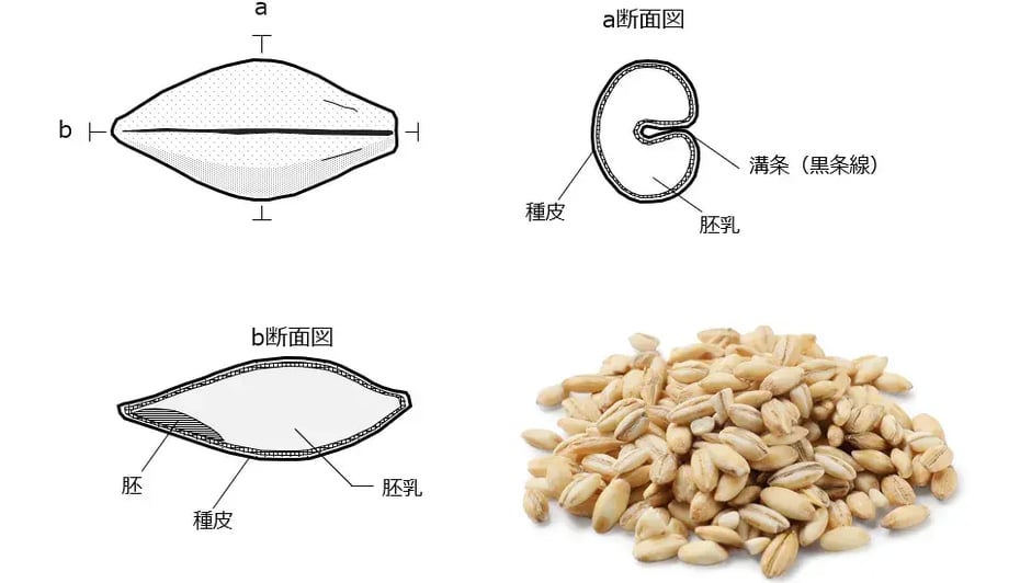 大麦の断面図。麦粒の真ん中の凹んだ部分に「黒条線」と呼ばれる溝があるため、米よりも精白が難しい