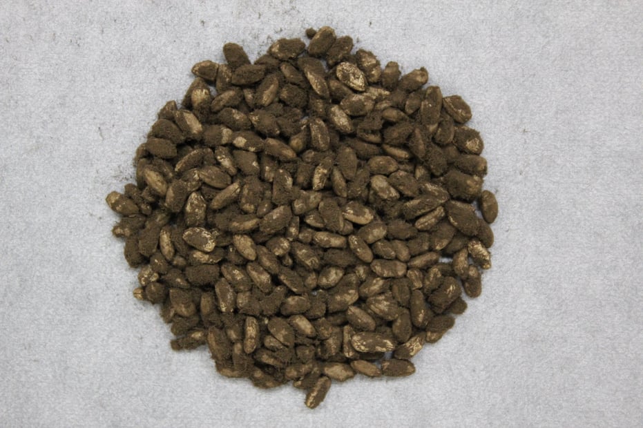 （写真提供：独立行政法人酒類総合研究所）