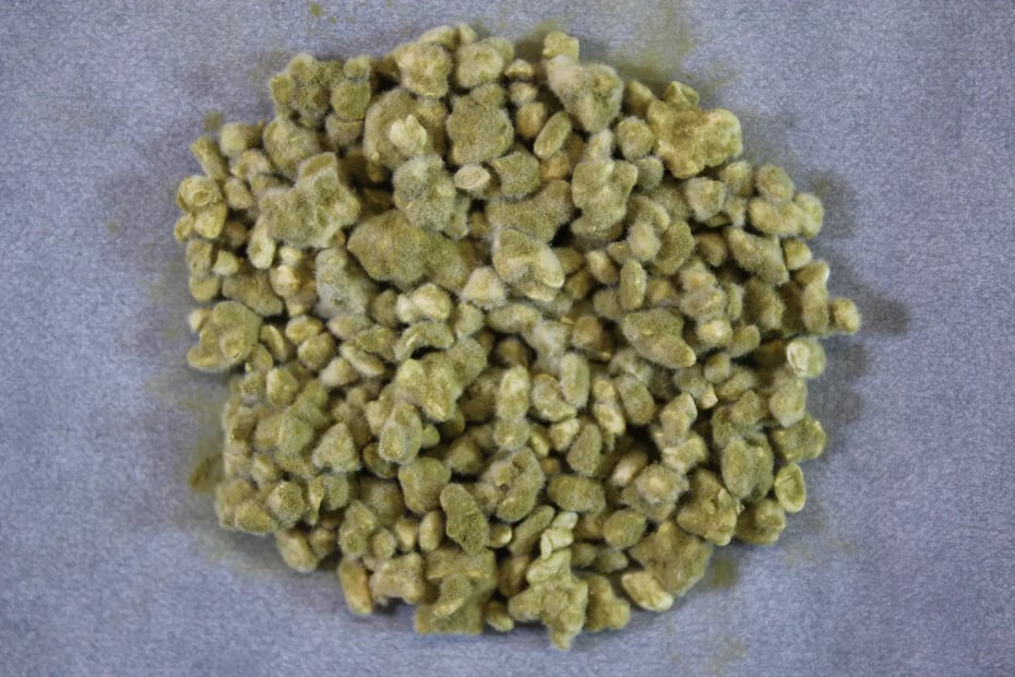 黄麹菌を生やした米麹（写真提供：独立行政法人酒類総合研究所）